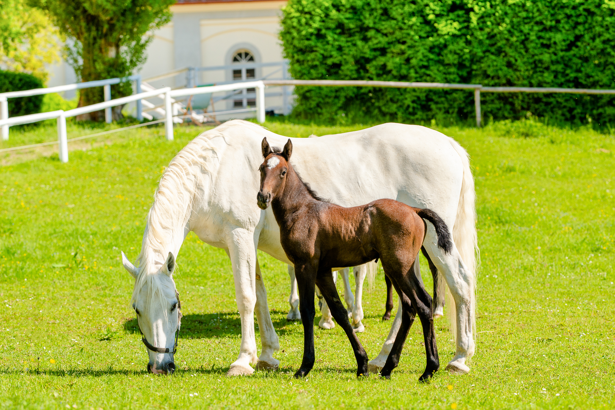 Lipizzanergestüt Piber (c) Region Graz – Mias Photoart